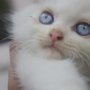 Jual Kitten Persia 3 ekor