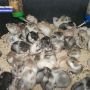Jual Hamster Harga Grosiran Untuk Ternak dan Eceran