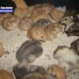 Jual Hamster Harga Grosiran Untuk Ternak dan Eceran