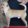 Anjing Chihuahua Jantan Short Hair Champion