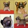 Anjing Chihuahua Anakan Jantan Long Hair Show Quality