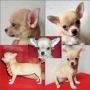 Anjing Chihuahua Anakan Short Hair Betina Apple Size