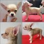 Anjing Chihuahua Anakan Short Hair Jantan Apple Size