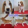 Dijual 2 Ekor Anjing Beagle Anakan Betina (Stamboom) Murah