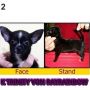 Dijual Anjing Chihuahua Indukan Black Colour