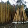 Bambu Kuning/ Jepang, Tukang Taman Murah