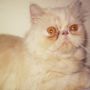 Kucing Persia extrime fletnose