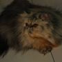 Kucing Persia extrime fletnose
