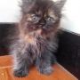 Kitten Kucing Persia Flatnose Tortie-2