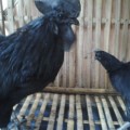Sepasang Ayam Cemani Kwalitas Super 100% Asli Siap Untuk Ternak