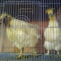Sepasang Ayam Kapas/Silky Sudah Rumah Tangga Bulu Lembut Bagaikan Salju