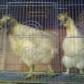 Sepasang Ayam Kapas/Silky Sudah Rumah Tangga Bulu Lembut Bagaikan Salju