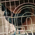 Sepasang Ayam Cemani Dewasa Kwalitas Super Istimewa Siap Produksi