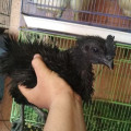 Sepasang Ayam Cemani Walik Keriting Kribo 3 Bulan Up Mantap Unik Cantik Murmer Antik