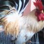 Ayam Kate Cantik Exotic Bikin Hoki