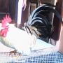 Ayam Kate Cantik Exotic Bikin Hoki