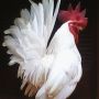 Ayam Kate Jepang Putih