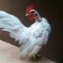 Ayam Serama Mini Warna Putih Langka