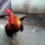 Ayam Ketawa Warna Langka Exotis Kukuruyuk Oke