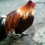 Ayam Ketawa Warna Langka Exotis Kukuruyuk Oke