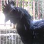 Ayam Cemani Rajeki Sodomoro Untuk Pagar Gaib