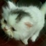 Jual Persia kitten white black van avatar