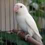 LOVE BIRD ALBINO MATA MERAH (Dede Bird Farm)