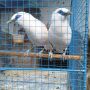 JALAK BALI  (DEDE Bird Farm)