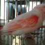 Kenary Red Mozaik (DEDE Bird Farm)