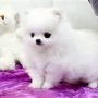 Anakan Anjing Mini Pom