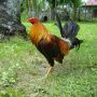 Ayam Filipine Imfor lansung