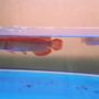 Ikan arwana 8-45cm super red