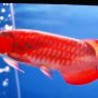 Ikan arwana 8-45cm super red
