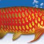 Ikan arwana Super red Indukan, lengkap chif & sertifikat.
