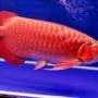 Ikan arwana Super red Indukan, lengkap chif & sertifikat.