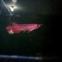 ikan arwana super red, lengkap chif/sertifikat...