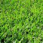 tukang taman biji rumput bermuda grass vertiver grass