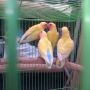LOVE BIRD PASTEL KUNING(ANEKA BURUNG)
