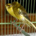 Kenari YS (Importe) IOA Ring Import Thn 2014 Sudah Siap Produksi (Bird Farm Canary)