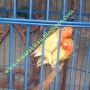 Lovebird Pastel Kuning (Wisata Kicau)