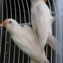 JUAL LOVE BIRD ALBINO MATA MERAH (Wisata Kicau)