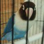 Lovebird Dakocan Biru (Wisata Kicau)