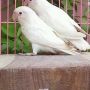 JUAL LOVE BIRD ALBINO MATA MERAH (Wisata Kicau)