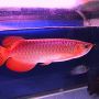 Ikan Arwana Super Red, tersedia ukrn 8-45cm.
