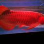 Ikan Arwana Super Red, tersedia ukrn 8-45cm.