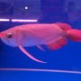 Ikan arwana Super red ukr 30cm.