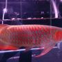 Ikan Arwana ukuran 8-45cm, Jenis Super Red.