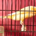 Burung Kenari Yokshire Asli Impor (RING DKB/14)