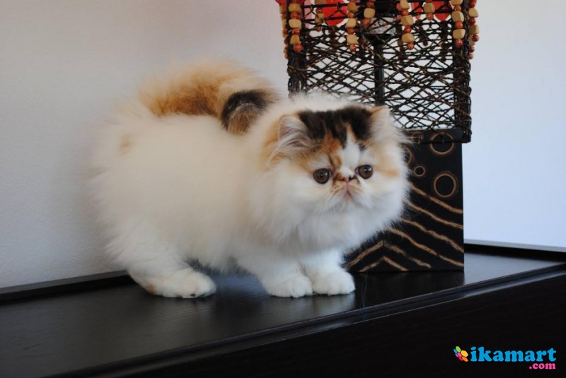 Kucing Persia Peaknose Calico - Hewan Peliharaan