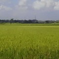 Jual Tanah Luas 950m2 SHM Lokasi Di Desa Mlajah Kab. Bangkalan Kelurahan Mlajah Kabupaten Bangkalan